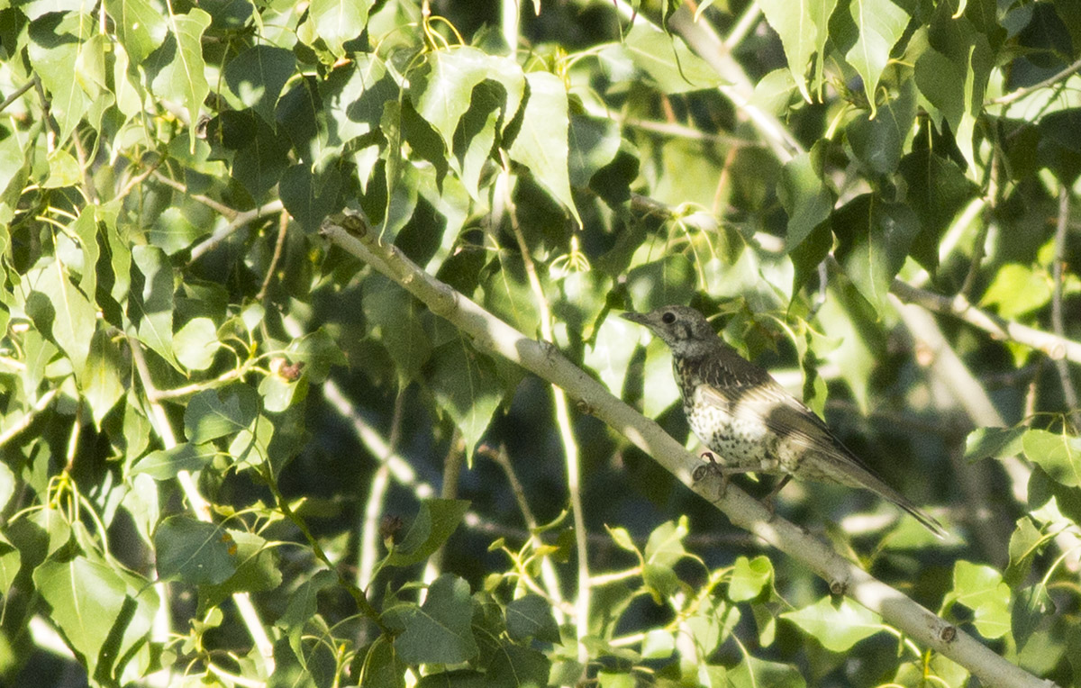 Mistle Thrush